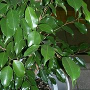 Ficus Benjamin