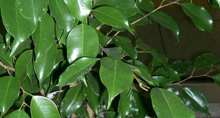 Ficus Benjamin