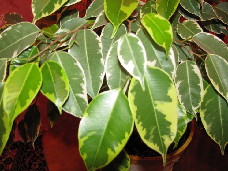 Pianta di Ficus benjamin con foglie variegate