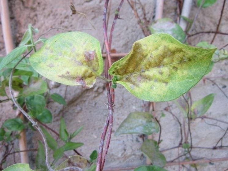 Malattie pianta gelsomino