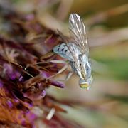 Mosca bianca vista sotto ingrandimento