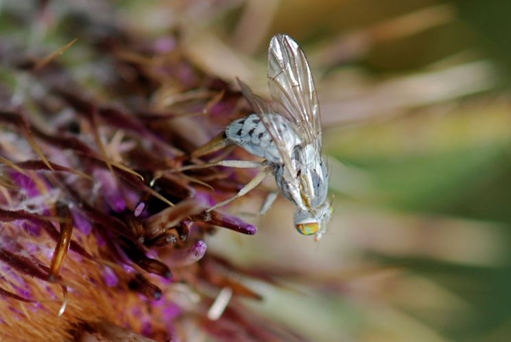 Mosca bianca vista sotto ingrandimento