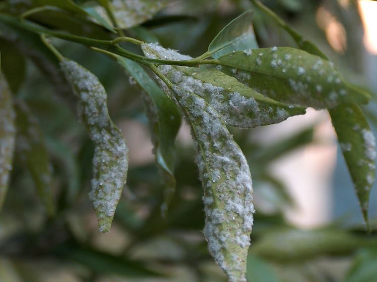 Foglie infestate dalla mosca bianca