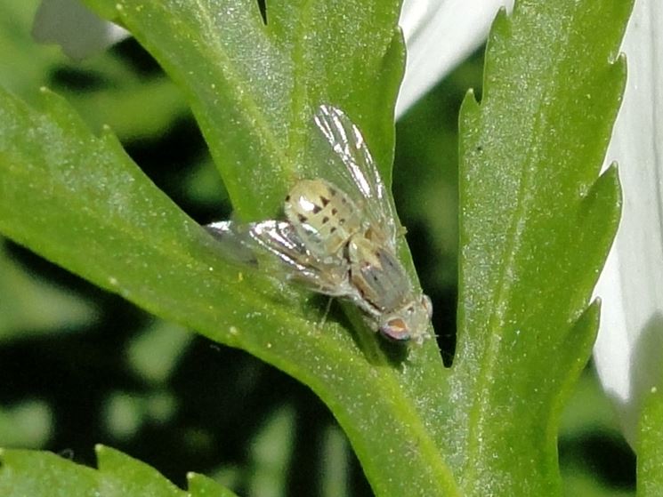 Mosca bianca vista al telescopio