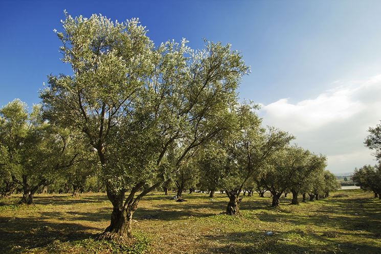 alberi ulivo