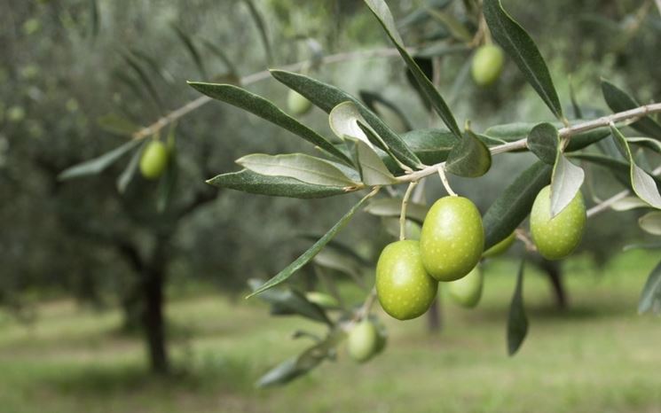 ramo olivo