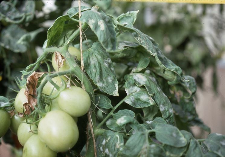 Oidio su pianta di pomodoro