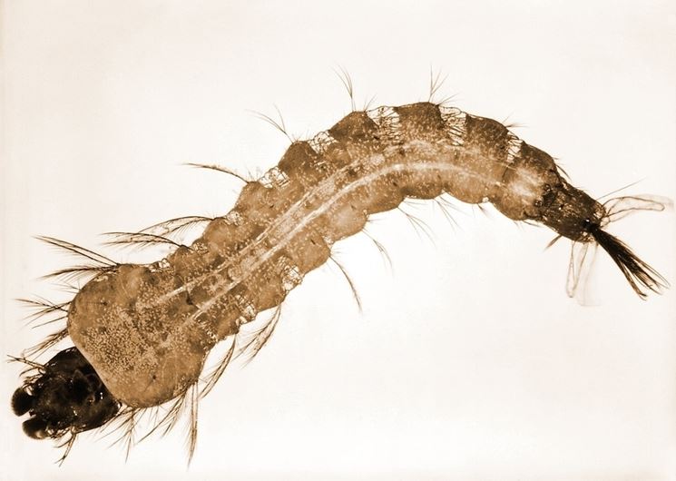 Larva di oziorrinco