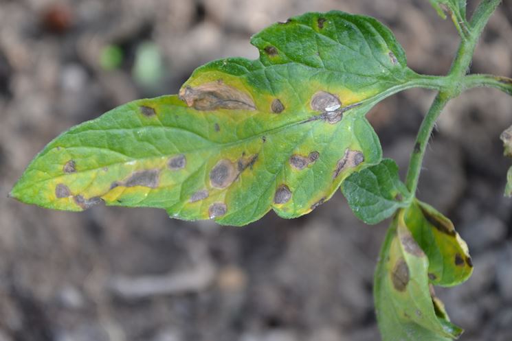 peronospora foglie