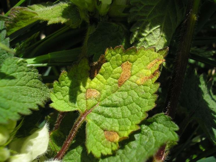 foglie peronospora