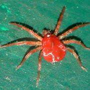 Un ragnetto rosso su una foglia