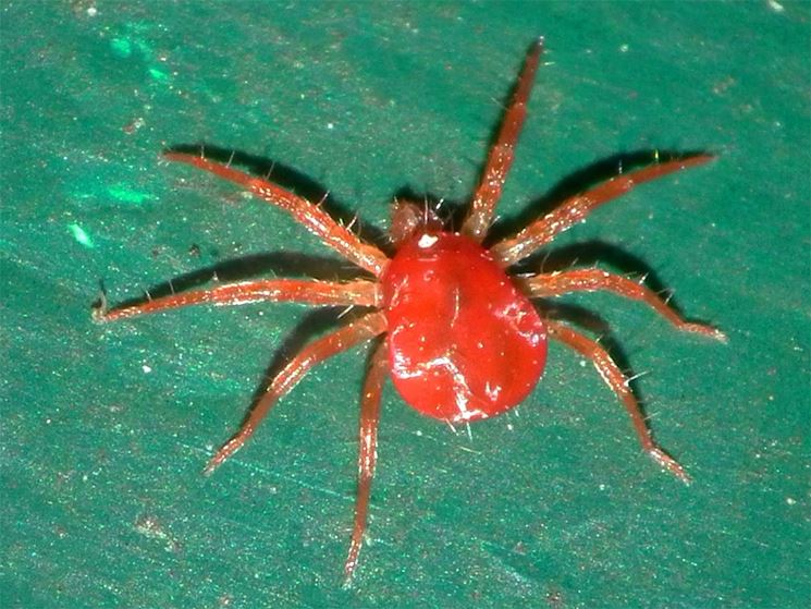 Un ragnetto rosso su una foglia