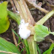 Sclerotinia