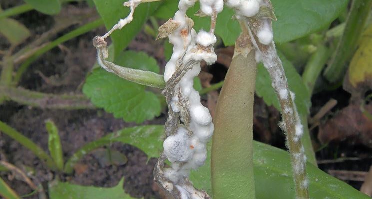 Sclerotinia muffa bianca