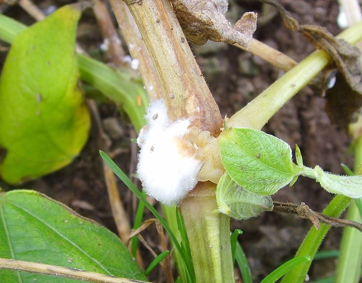 Sclerotinia