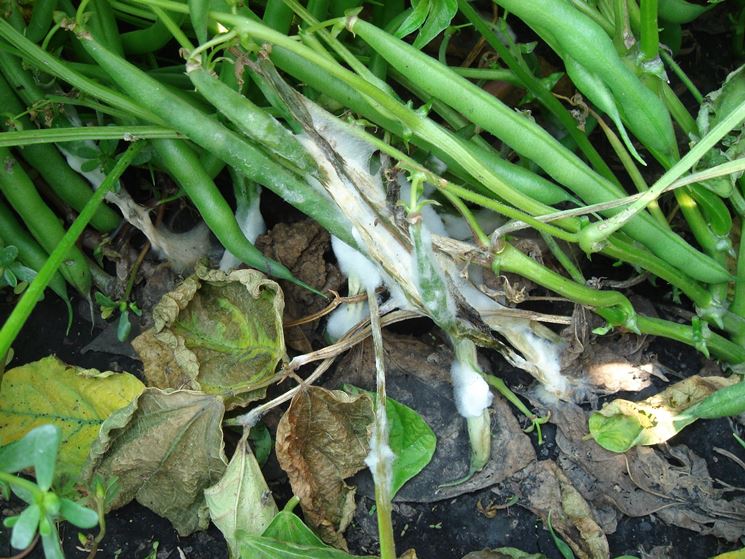 Sclerotinia fungo