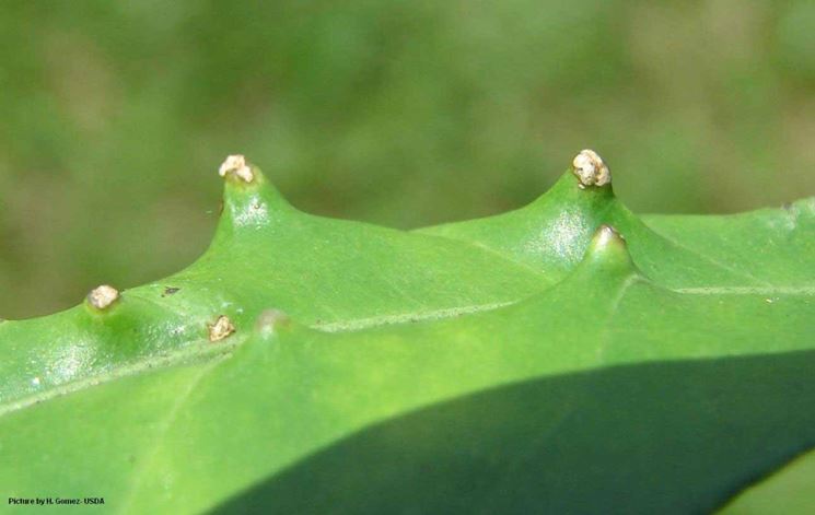 Le lesioni viste al microscopio