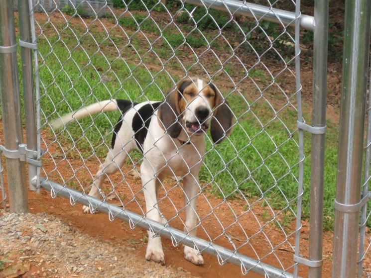 Recinzione esterna per cani