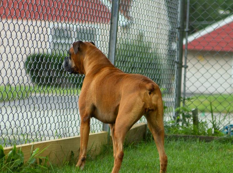 Cane dietro una recinzione