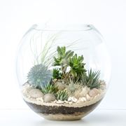 Terrarium in contenitore di vetro