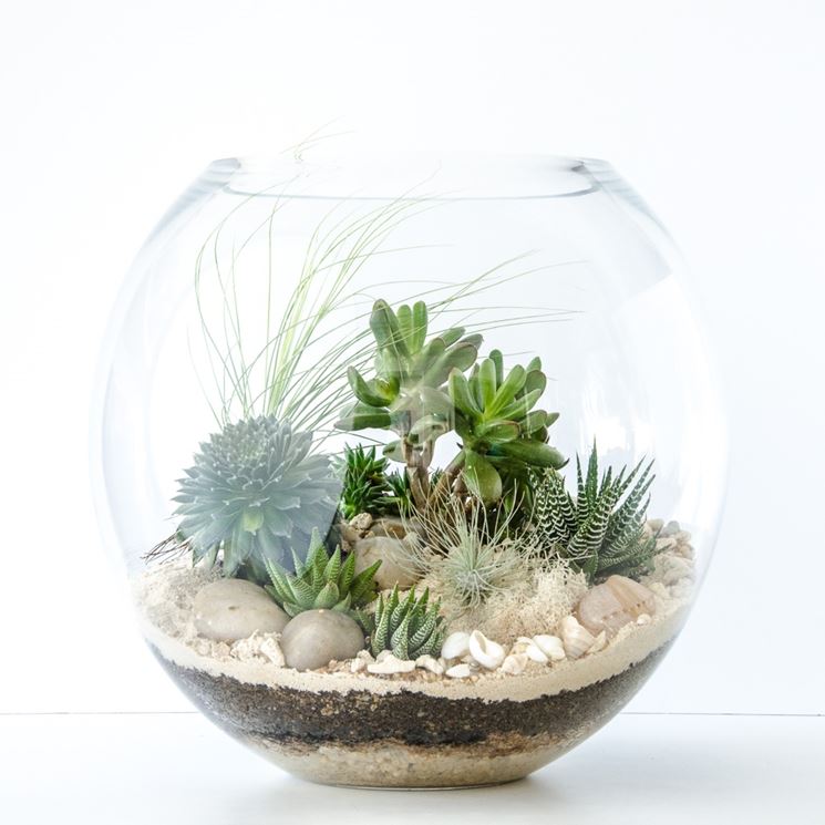 Terrarium in contenitore di vetro