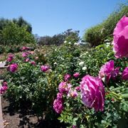 Inez Grant Parker Memorial Rose Garden California