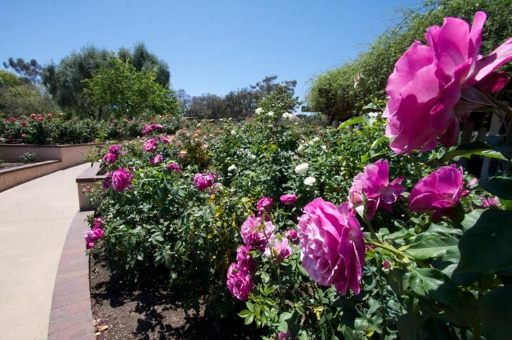 Inez Grant Parker Memorial Rose Garden California