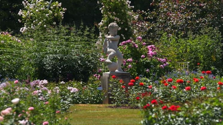 giardino con rose fiorite