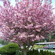 Albero di ciliegio in fiore