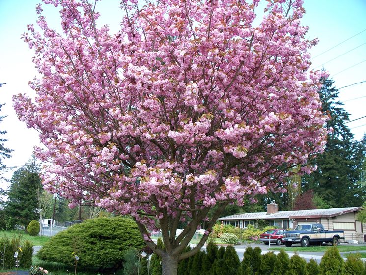 Albero di ciliegio in fiore