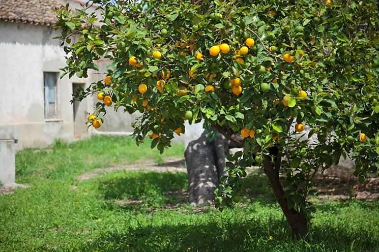 Albero limoni