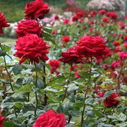 Splendide rose rosse