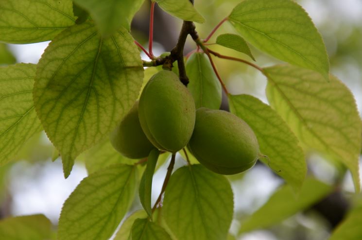 Primi frutti primaverili dell'albicocco