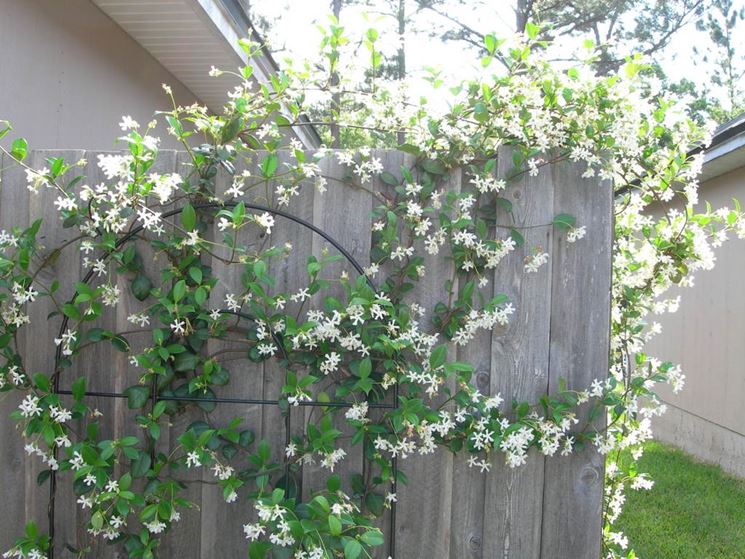 Fiori di gelsomino