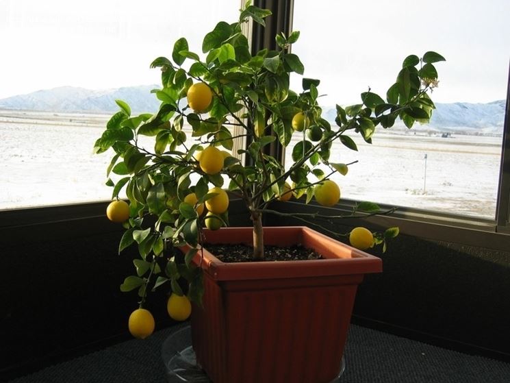 Albero limone