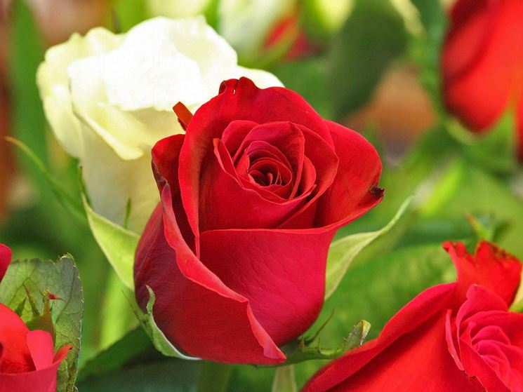 Alcune rose rosse