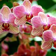 Specie di orchidea