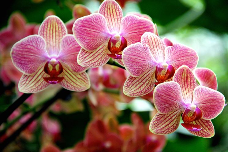 Specie di orchidea