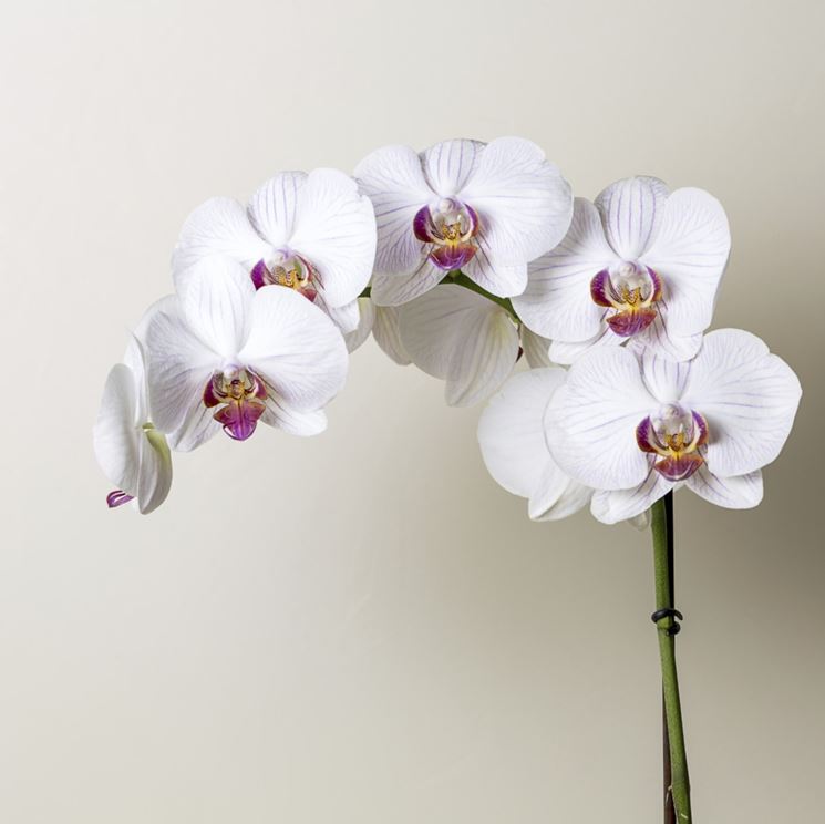 Coltivare le orchidee