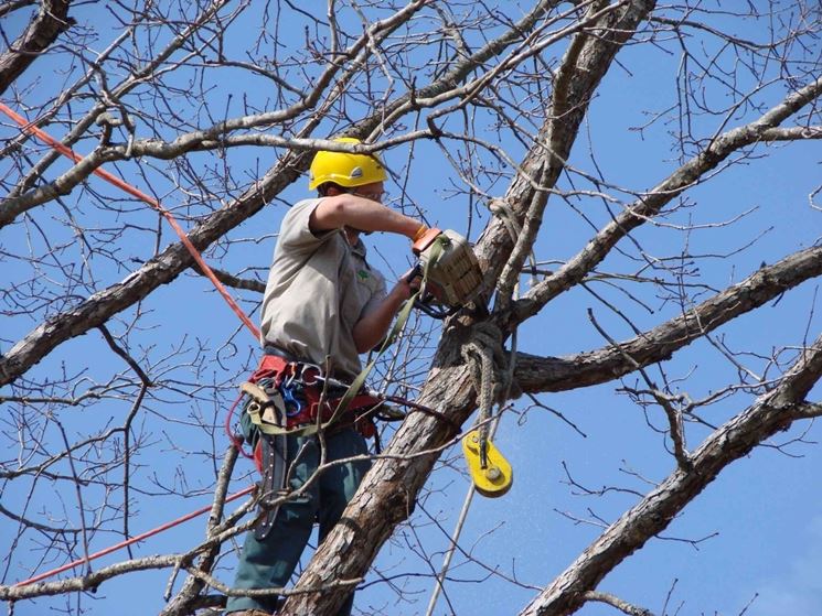 Potare gli alberi