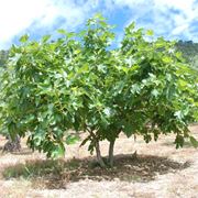 albero di fico