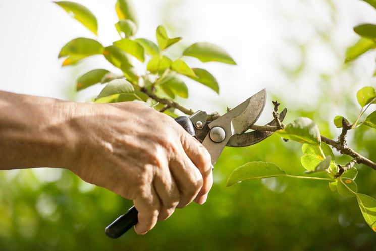 Potatura di contenimento con cesoie