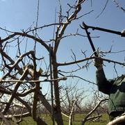 Esempio di potatura di produzione