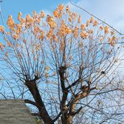 albero in attesa di potatura