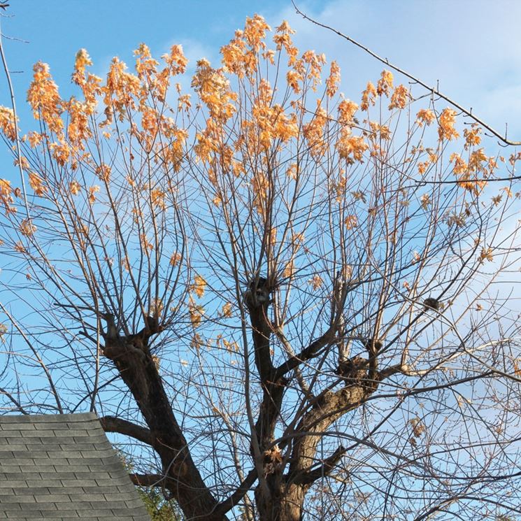 albero in attesa di potatura