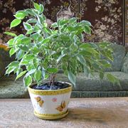 Esemplare di Ficus Benjamin