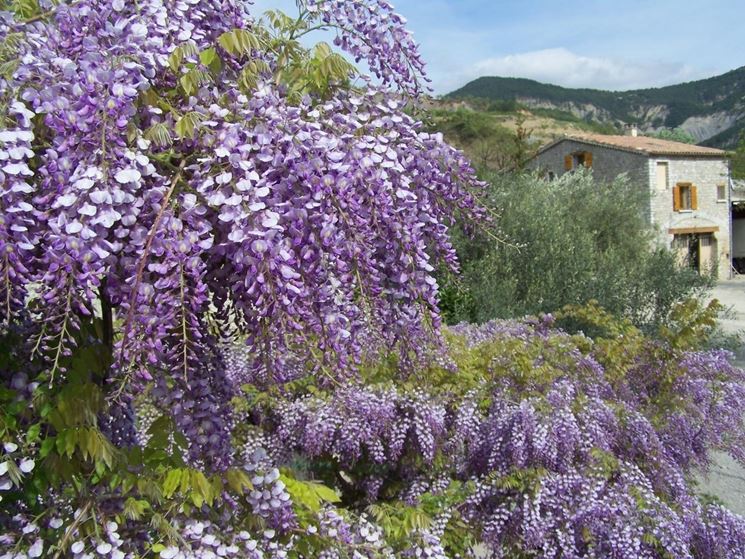 Fiori wisteria