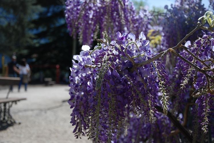 Coltivazione wisteria