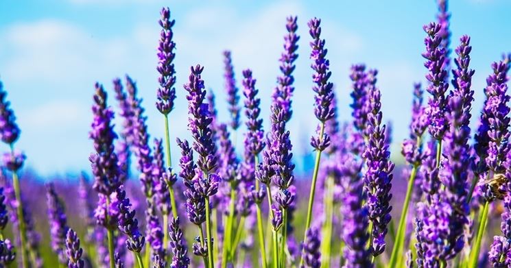 Potatura Lavanda Tecnica Potatura Potare Lavanda