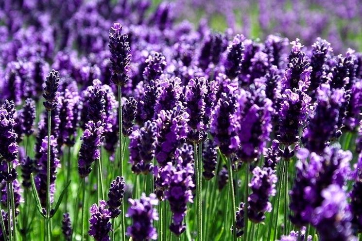 Lavanda potatura